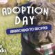 Blind Rescue Puppy Wins Over Every Member Of His New Family | The Dodo Adoption Day
