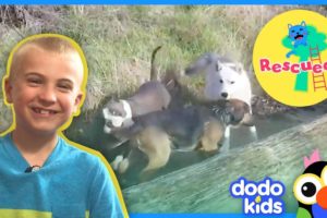 Boys Help Dogs Save Their Friend From Water | Dodo Kids: Rescued!