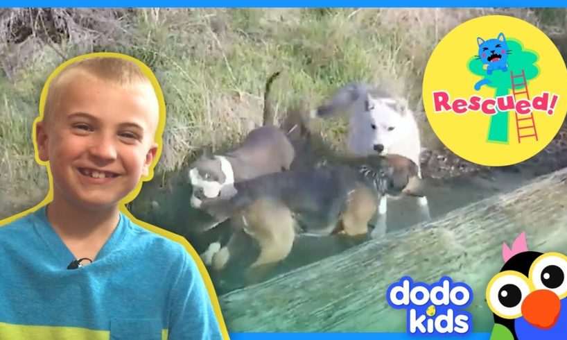 Boys Help Dogs Save Their Friend From Water | Dodo Kids: Rescued!