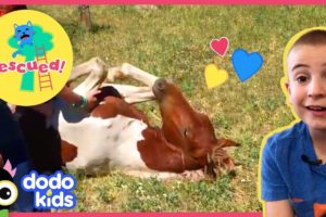 Brave Rescuers Save Trapped Wild Horse | Animal Videos For Kids | Dodo Kids