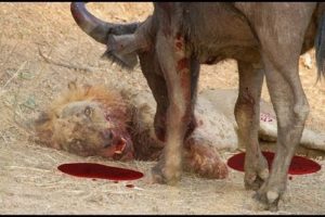 Buffalo Vs Lion Fight To Death HD - Animals Fight