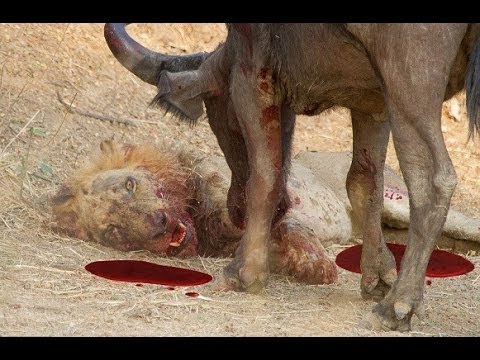 Buffalo Vs Lion Fight To Death HD - Animals Fight