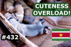 CUTE PUPPIES AND BROWNSBERG - TRAVEL VLOG 432 SURINAME | ENTERPRISEME TV