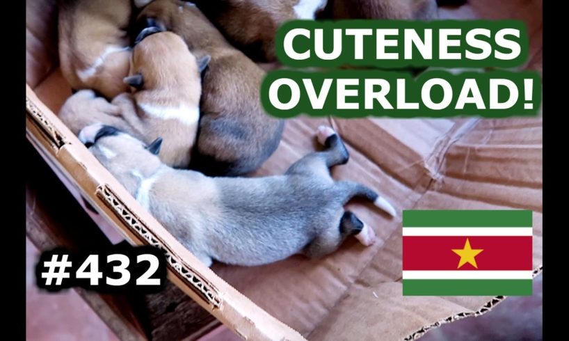 CUTE PUPPIES AND BROWNSBERG - TRAVEL VLOG 432 SURINAME | ENTERPRISEME TV