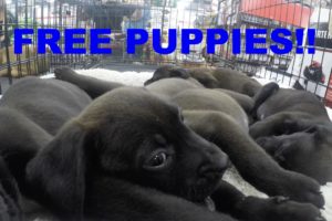 CUTE PUPPIES UP FOR ADOPTION!! SHOULD WE GET ONE??