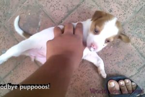 CUTE PUPPIES VIDEO | INDIAN | FUNNY #puppies