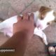 CUTE PUPPIES VIDEO | INDIAN | FUNNY #puppies