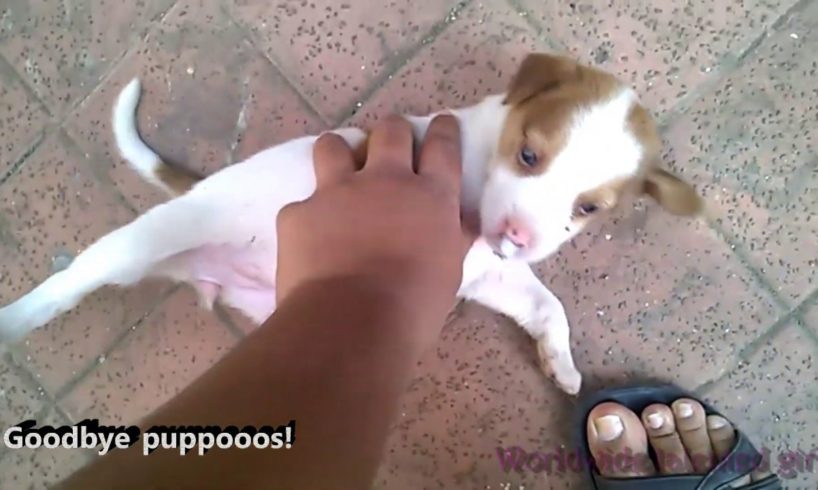 CUTE PUPPIES VIDEO | INDIAN | FUNNY #puppies