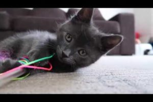 CUTEST KITTEN, FUNNY Cat VIDEO Russian Blue 7 weeks old  Australian mum vlogger