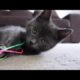 CUTEST KITTEN, FUNNY Cat VIDEO Russian Blue 7 weeks old  Australian mum vlogger