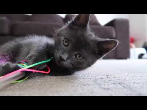 CUTEST KITTEN, FUNNY Cat VIDEO Russian Blue 7 weeks old  Australian mum vlogger