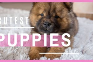 CUTEST PUPPIES EVER | [Puppies Compilation 2020?]