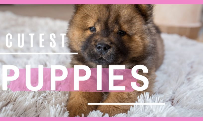 CUTEST PUPPIES EVER | [Puppies Compilation 2020?]