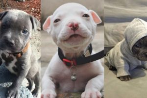 CUTEST and ADORABLE Pit Bull Puppies Compilation #1