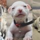 CUTEST and ADORABLE Pit Bull Puppies Compilation #1