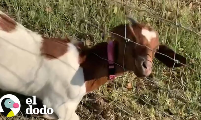 Cabrita traviesa se sigue atorando en la cerca | El Dodo