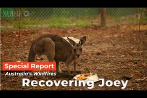 Caregiver Feeds a Rescued Joey