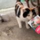 (Cat Rescue) The cat mother was crazy when she saw the kittens were caught