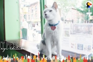 Cat Runs A Real Estate Office In Brooklyn | The Dodo City Pets