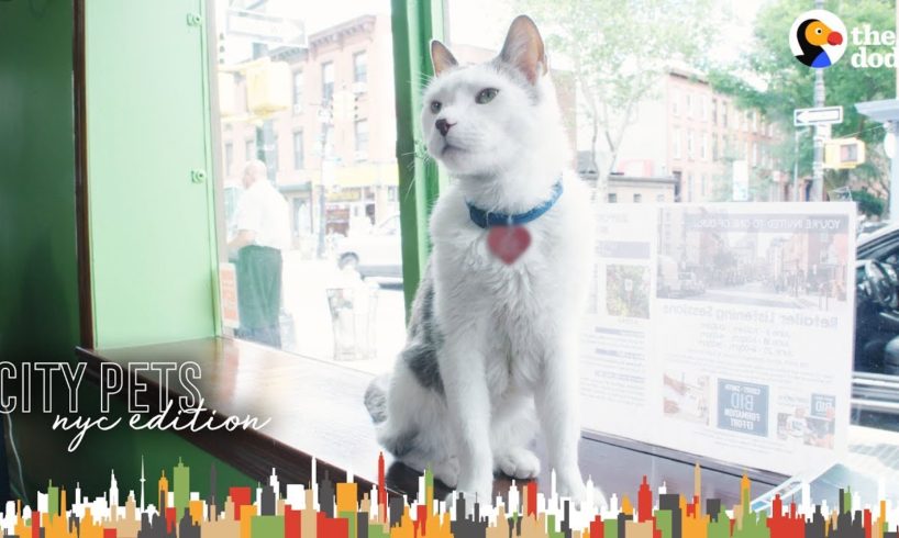 Cat Runs A Real Estate Office In Brooklyn | The Dodo City Pets