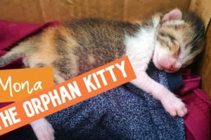Cat rescue story in Maldives abandoned baby kitty MONA