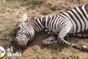 Cebra bebé recibe ayuda de turistas en safari | El Dodo