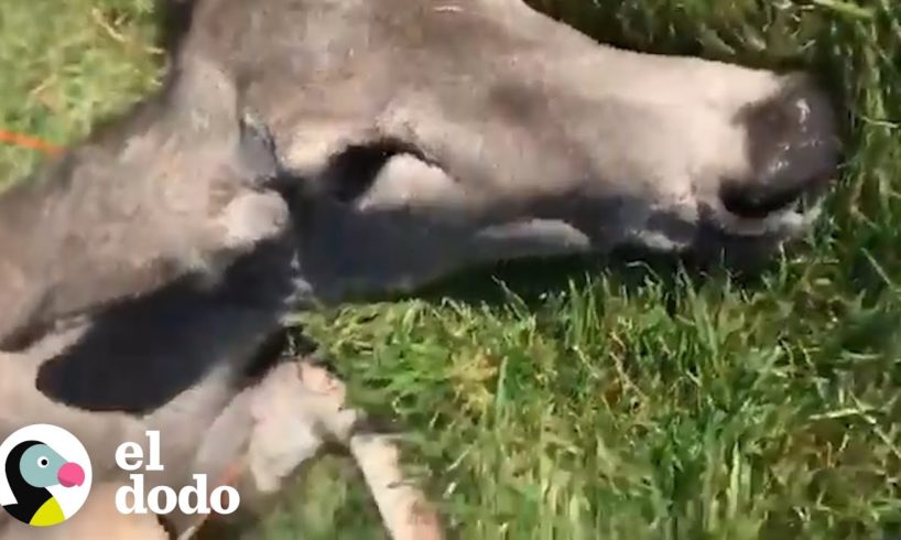 Ciervo confía en una mujer para que le salve la vida | El Dodo