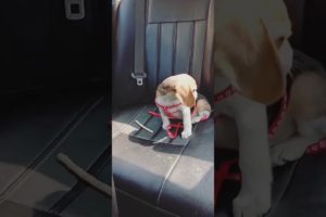 Coco the Beagle puppy cutest video ❤️
