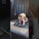 Coco the Beagle puppy cutest video ❤️