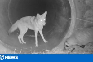 Coyote, badger hunt and play together -- furry friends!