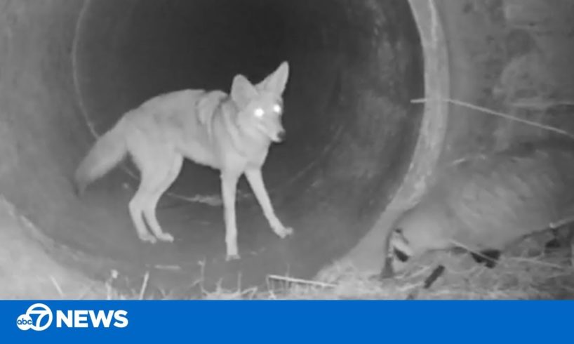 Coyote, badger hunt and play together -- furry friends!