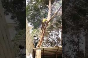 Crane Fail Kills Man Horribly While Cutting Tree.