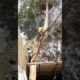 Crane Fail Kills Man Horribly While Cutting Tree.