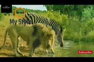 Craziest Animal Fights-Brutal Wild Animal Fights-Lion VS Zebra Fight