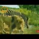 Craziest Animal Fights-Brutal Wild Animal Fights-Lion VS Zebra Fight