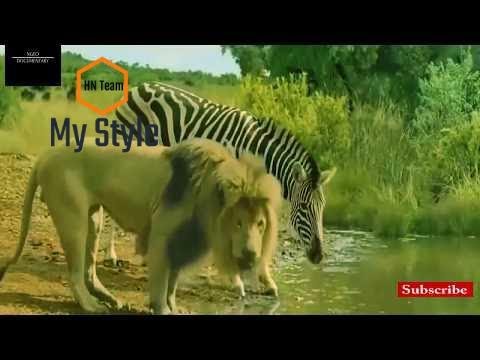 Craziest Animal Fights-Brutal Wild Animal Fights-Lion VS Zebra Fight