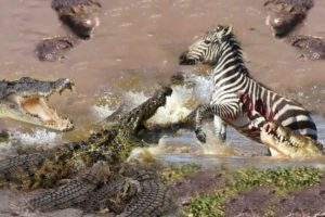 Crocodile Attack Zebra Under Warter - The Zebra Escapes The Srocodile Spectacularl -  Animals Attack