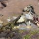 Crocodile Attack Zebra Under Warter - The Zebra Escapes The Srocodile Spectacularl -  Animals Attack