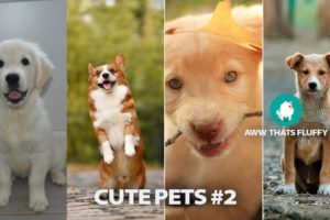 Cute Animals 3 # | CUTE PUPPIES | CATS | DOG video compilation