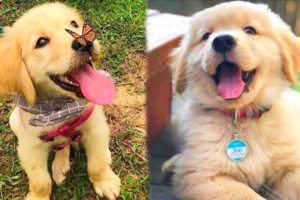 Cute Baby Golden Retriever Puppies - Cute Puppies Doing Funny Things : Soo Cute #1