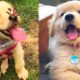 Cute Baby Golden Retriever Puppies - Cute Puppies Doing Funny Things : Soo Cute #1