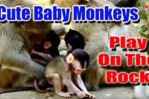 Cute Baby Monkeys Playing On The Rock | Wildlife Animals