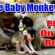 Cute Baby Monkeys Playing On The Rock | Wildlife Animals