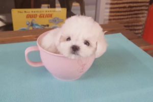 Cute Bichon Frize puppy can fit in your cup. KimsKennelUS Teacup puppiescute animals xx