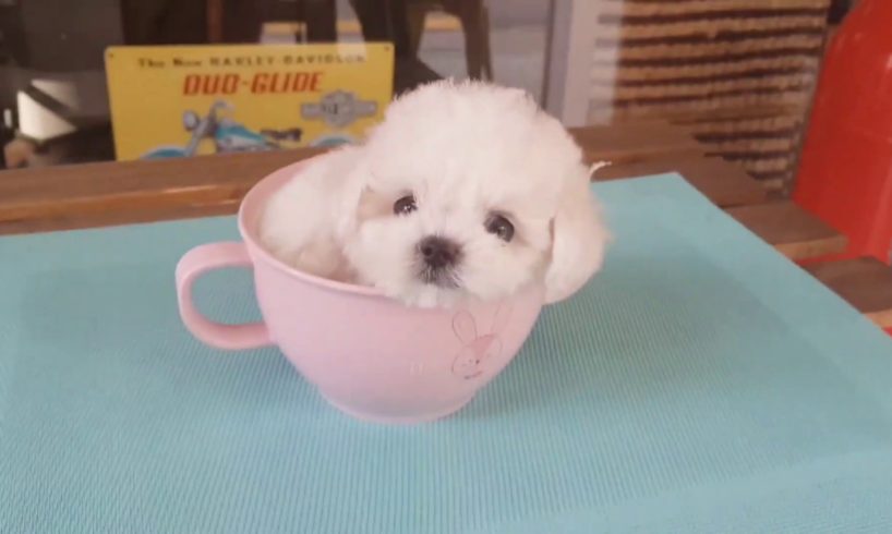 Cute Bichon Frize puppy can fit in your cup. KimsKennelUS Teacup puppiescute animals xx