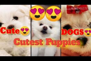 Cute Dogs?-(Tiktok Compilation)-#Cutest Puppies??