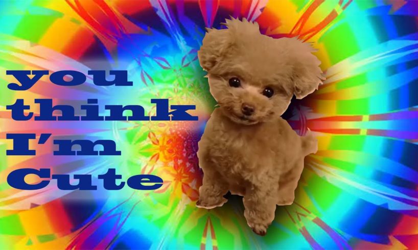 Cute Little Puppies Toy Poodle !!! [BEST VIDEOS] in 2020