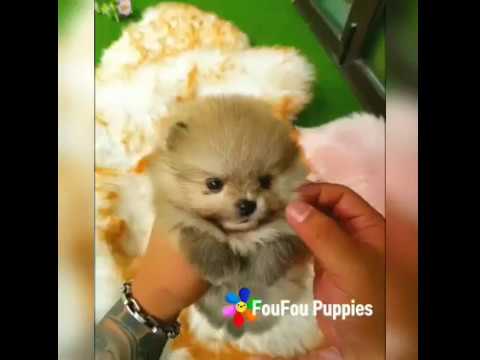 Cute PUPPIES | LOVELY | satisfying videos #cutedogs #puppies #facebook