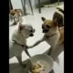 Cute Pets And Funny Animals Compilation # 40| Adopt A Pet Dog