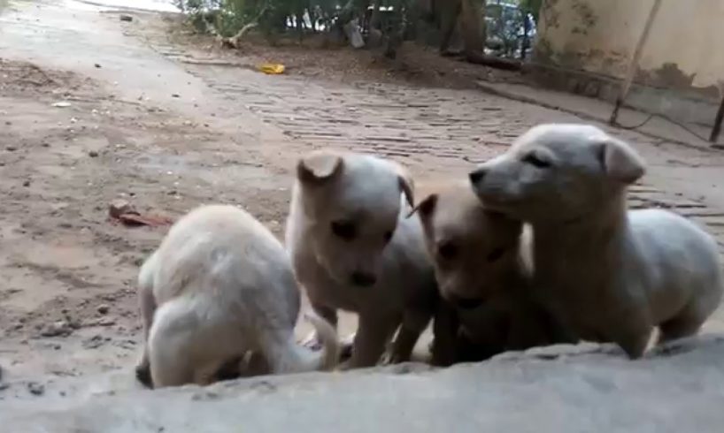 Cute Puppies - A Cute Puppy Videos 2016 ( NEW )
